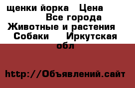 щенки йорка › Цена ­ 15 000 - Все города Животные и растения » Собаки   . Иркутская обл.